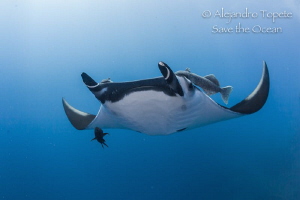 Mantaray in Blue, Revillagigedo México by Alejandro Topete 